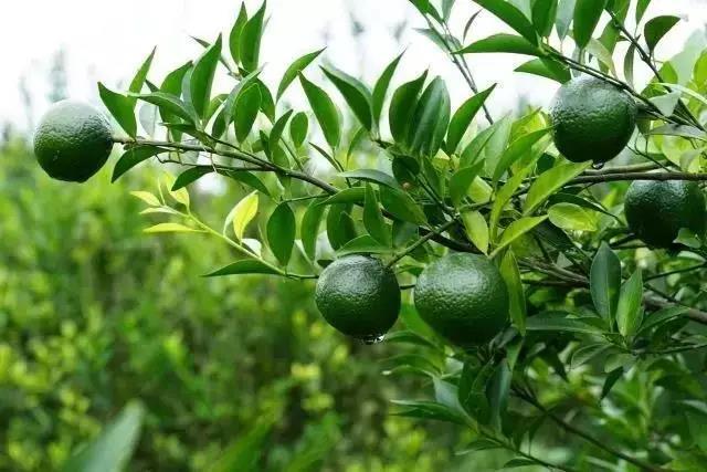 專注新會(huì)小青柑普茶，倡導(dǎo)有品生活的摯調(diào)，成功制勝海外市場(chǎng)
